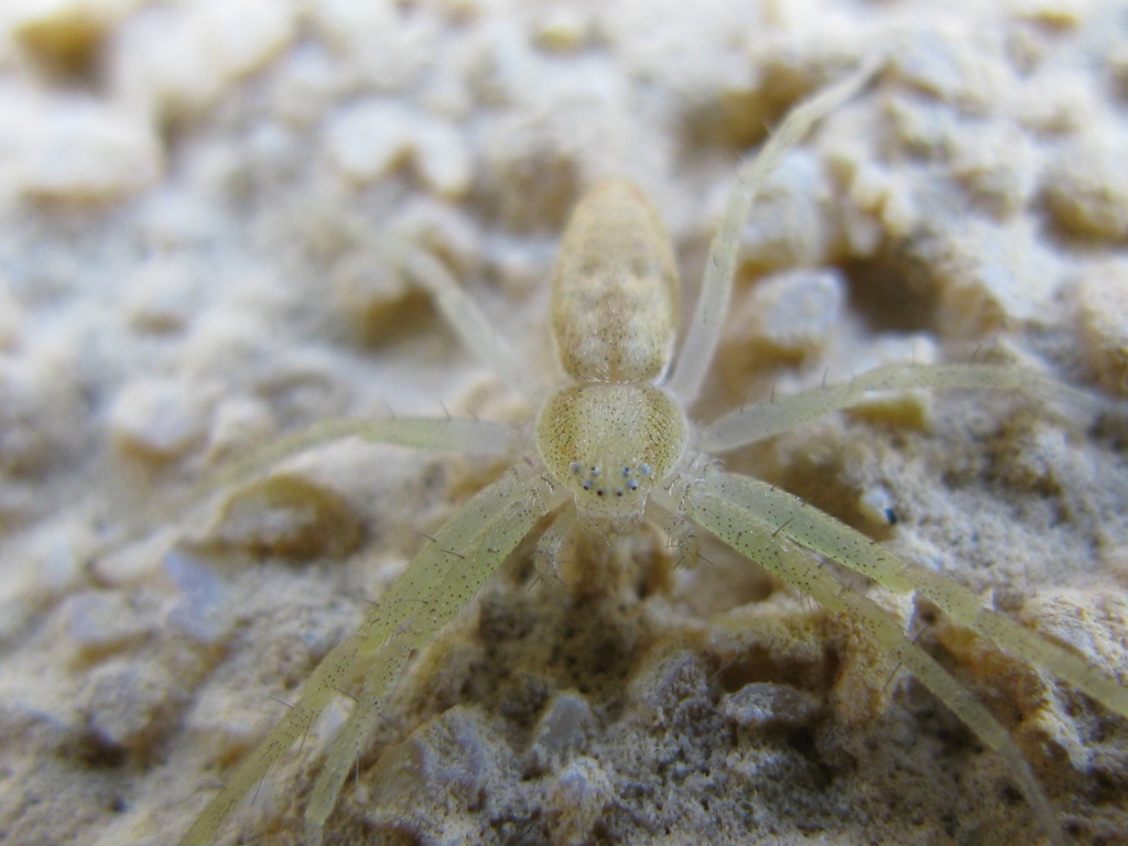 Philodromus cf. rufus